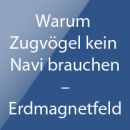 Warum Zugvögel kein Navi brauchen – Erdmagnetfeld